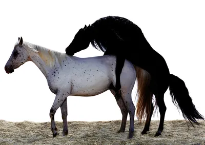 Две Лошади Спариваются Весной стоковое фото ©cynoclub 570374020