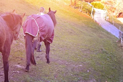 Peculiarities of coupling big horses - YouTube