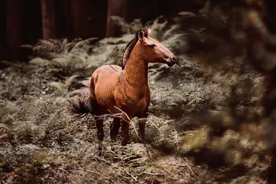 Липучая Лошадь Парное Спаривание стоковое фото ©slowmotiongli 350770894