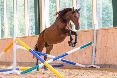 Fdoklo - Размножение лошадей. Лошадь становится половозрелой в возрасте  двух лет. Размножаются лошади путем осеменения спермой самца яйцеклетки  кобылы. Период, когда лошадь готова к зачатию, называется «охота». В это  время она подпускает