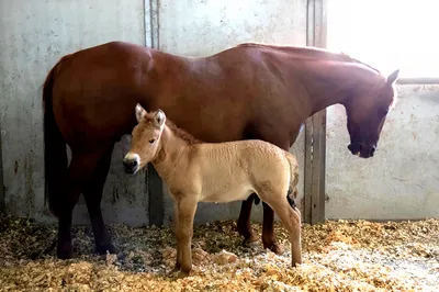 Спаривание лошадей. Зачатие и рождение жеребенка | EquiLife.ru - Первый  Конный журнал online