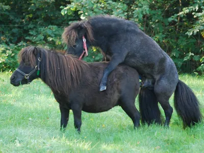 Разведение и селекция лошадей | EquiLife.ru - Первый Конный журнал online