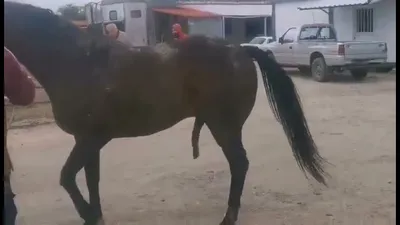 Stallion and young MARY getting acquainted । Спаривание лошадей - YouTube