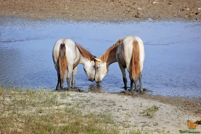 Два коня спариваются» — создано в Шедевруме