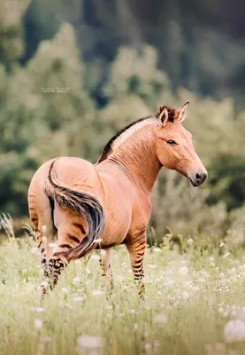 Сцепление двух лошадей стоковое фото ©callipso_art 67611629