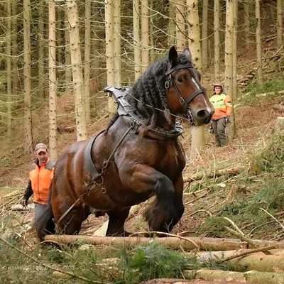 Лошади тяжеловозы фото 