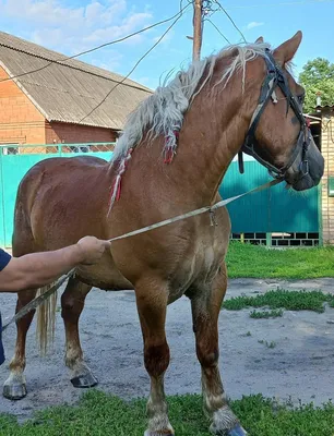 Брабансон — могучий конь-тяжеловоз | Пикабу