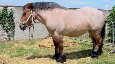 Породы лошадей - Шайр (Английский тяжеловоз) Лошади этой породы отличаются  высоким ростом (165-185 см в холке, иногда до 219).Считается самой высокой  лошадью в мире. Ведут свой род от боевых рыцарских коней, потомков