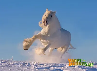 Конь, лошадь породы русский тяжеловоз…» — создано в Шедевруме