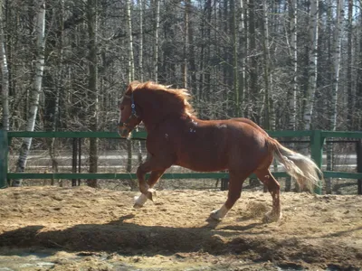 Лошадь тяжеловоз коричневый купить оптом и в розницу от СадАгро в Москве