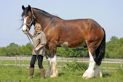 ФОТО: 10 самых высоких и сильных пород лошадей на планете - ET | Articles