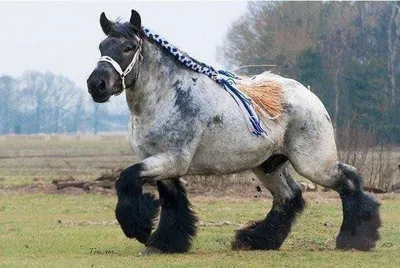 Настоящие тяжеловесы»: 6 самых сильных лошадей на планете | Заметки о  животных | Дзен