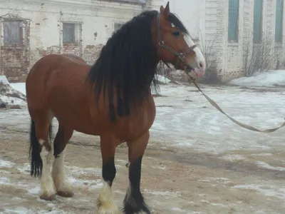 Лошади тяжеловозы. Продажа и покупка | ВКонтакте