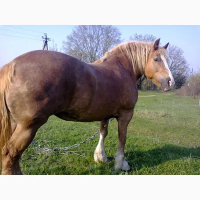 Лошади Тяжеловозы, цена 300000 руб. купить в Новочеркасске