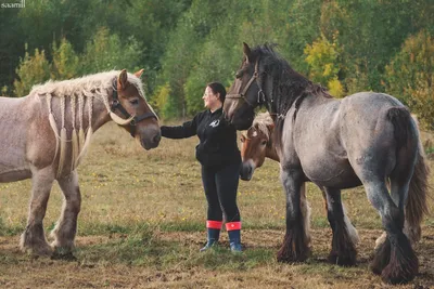 Виды лошадей: арабский скакун и лошадь-тяжеловоз - Новости Владивостока и  Приморья (16+)