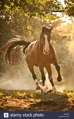 удивительные рыжие лошади в движении на синем Фото Фон И картинка для  бесплатной загрузки - Pngtree