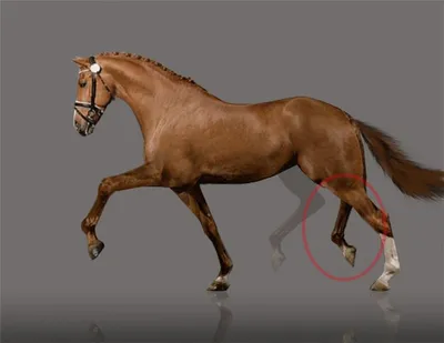 Лошадь в движении стоковое изображение. изображение насчитывающей молодо -  97859173