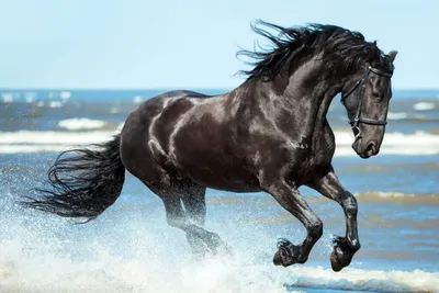 Красивая лошадь в движении стоковое фото. изображение насчитывающей выгон -  124398116