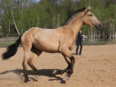 ноги лошади в движении крупным планом Фото Фон И картинка для бесплатной  загрузки - Pngtree