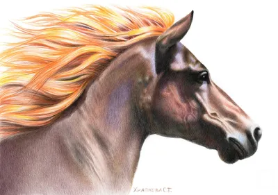 Лошадь в движении Stock Photo | Adobe Stock