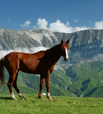 Лошади в горах фото 