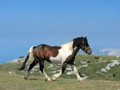 Лошади в горах, большое поле, …» — создано в Шедевруме