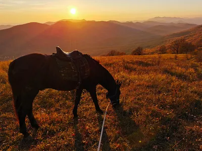 Лошади в горах Кыргызстана стоковое фото. изображение насчитывающей  млекопитающее - 131804134