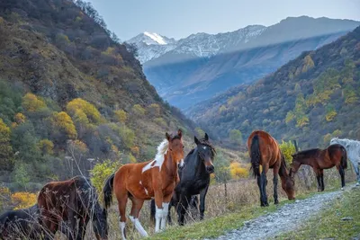 Картинка лошадь Горы Природа Пейзаж картина животное