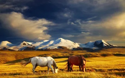 Лошади в горах стоковое изображение. изображение насчитывающей трава -  90388581
