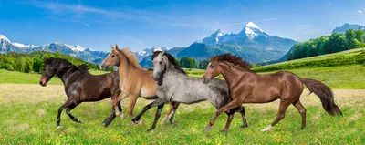 Табунное содержание лошадей | Счастливые Лошади
