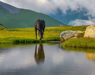 2 лошади в горах стоковое фото. изображение насчитывающей черный - 53705454