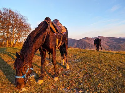 Дикая белокурая лошадь в горах стоковое фото ©razvanphoto 88760930