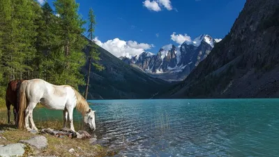 Лошади в горах. Фотограф Лашков Фёдор