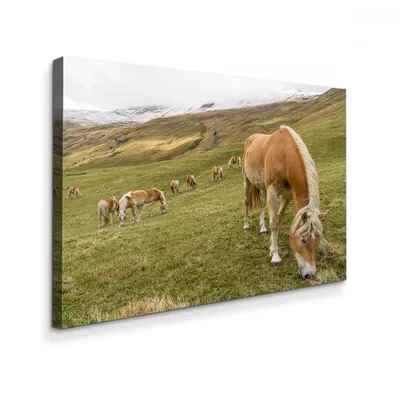 Лошади в горах на реке стоковое изображение. изображение насчитывающей  ферма - 130805401