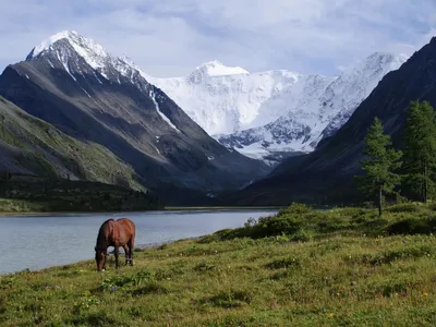 Лошади в горах стоковое фото. изображение насчитывающей скотины - 46394630