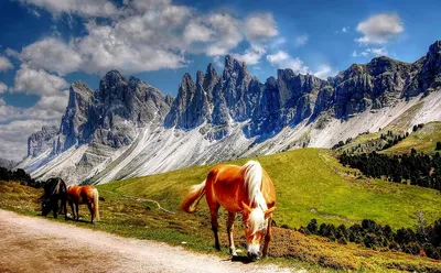 Лошади в горах. Фотограф Лашков Фёдор