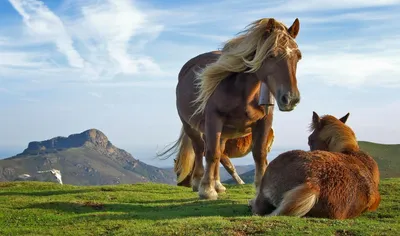 Лошади в горах алтая (74 фото) - 74 фото