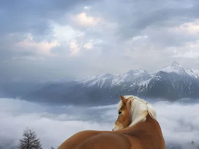 Картина Лошади В Горах | RedPandaShop.