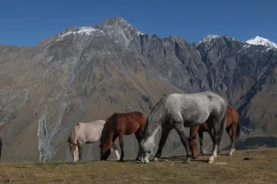 Лошади Горы Кавказ - Бесплатное фото на Pixabay - Pixabay