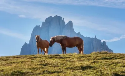 Лошадь в горах» — создано в Шедевруме