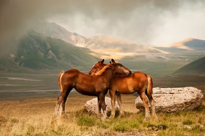 Лошади в горах стоковое изображение. изображение насчитывающей утро -  114617483