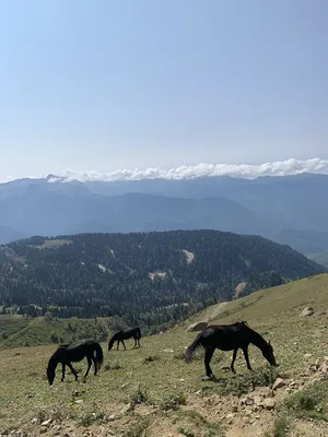 Лошади в горах | Лошади