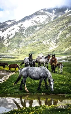 Лошади в горах» — создано в Шедевруме