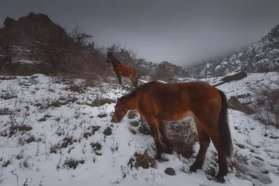 Собирать пазлы онлайн - Лошади в горах
