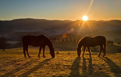 Лошади в горной местности | Премиум Фото