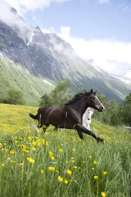 Лошадь в горах стоковое изображение. изображение насчитывающей кавказ -  54176681
