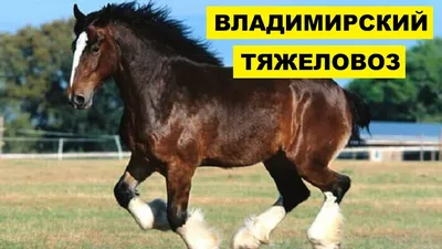 Лошади породы Владимирский тяжеловоз | ЛОШАДИ | Дзен