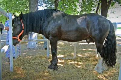Лошадь Владимирский тяжеловоз особенности породы | Порода лошадей  Владимирский тяжеловоз - YouTube