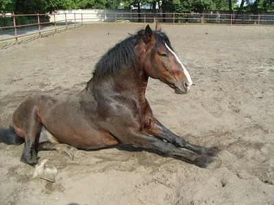 Великаны конного мира | Пикабу