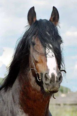 Во Владимирской области отпразднуют юбилей породы лошадей «Владимирский  тяжеловоз»